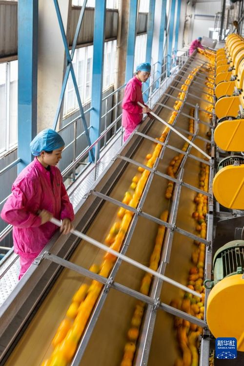 重慶開(kāi)州 柑橘産業(yè)助力強村(cūn)富民(mín)